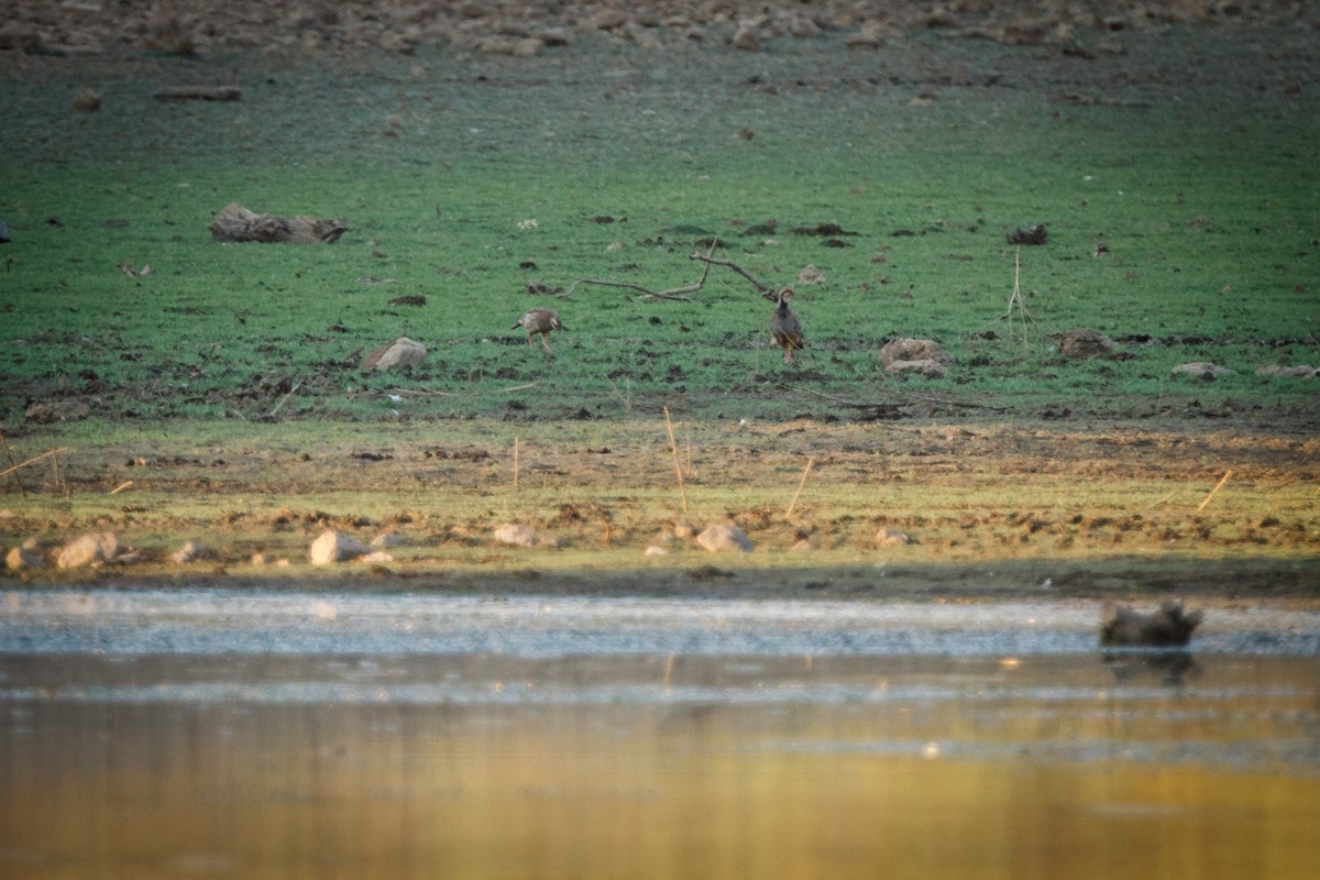 Red-legged Partridge - ML472816591