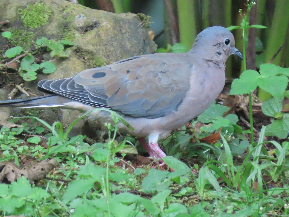 Eared Dove - ML472816761