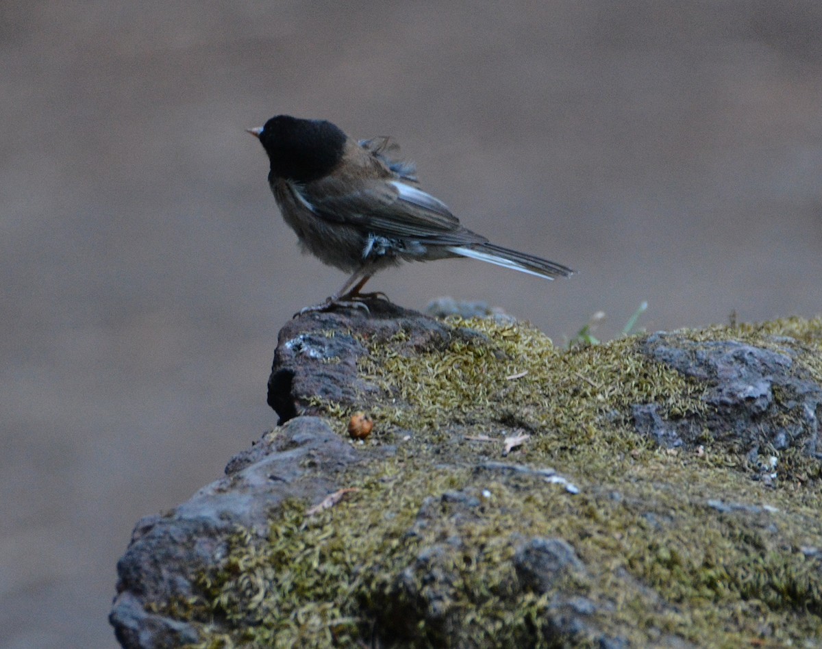 Dark-eyed Junco (Oregon) - "Chia" Cory Chiappone ⚡️