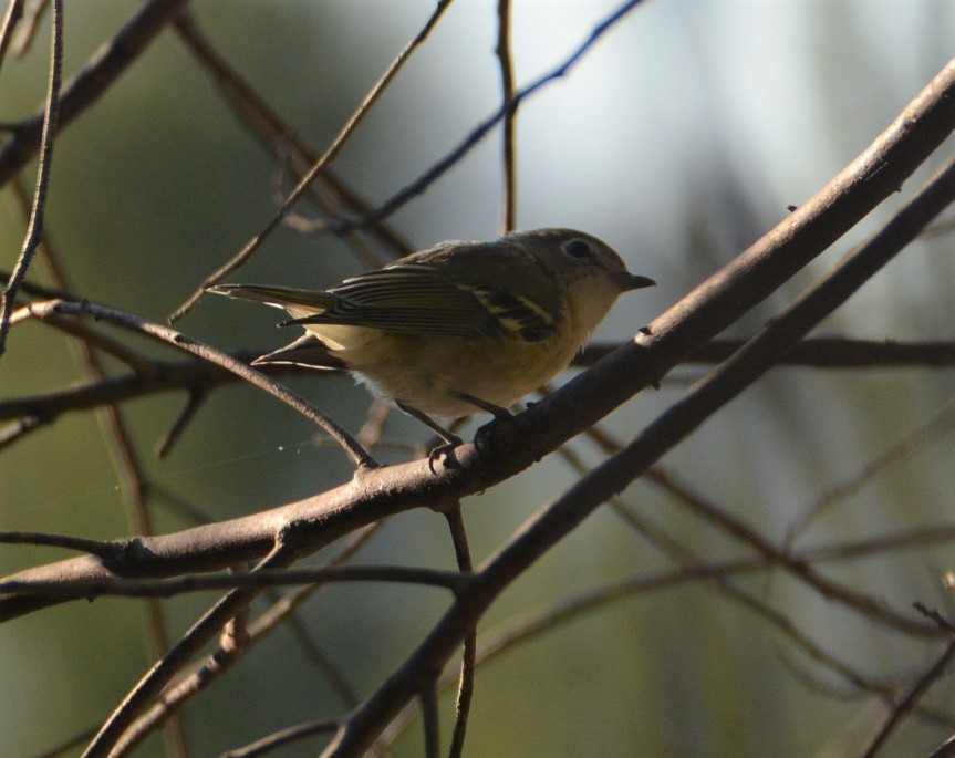 Vireo de Cassin - ML472817101