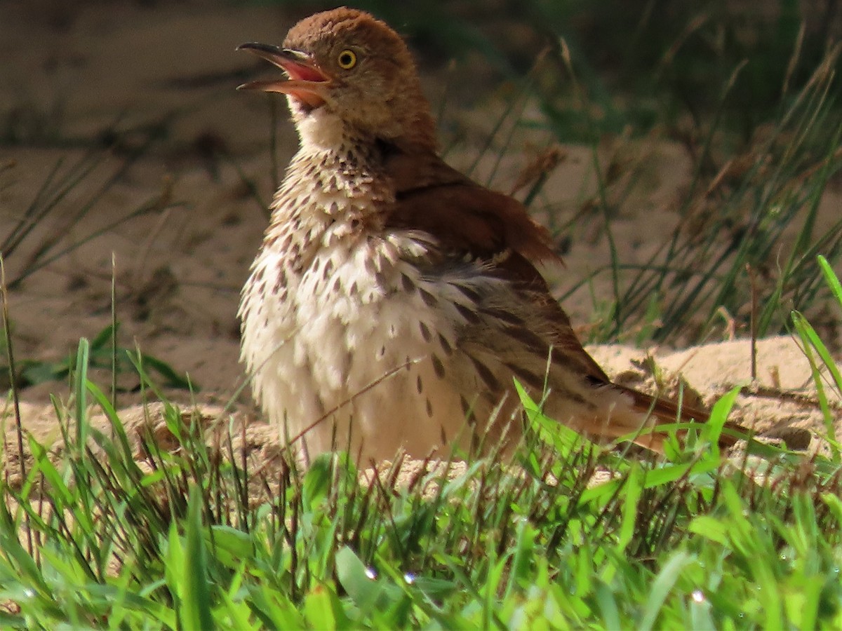 Brown Thrasher - ML472818341