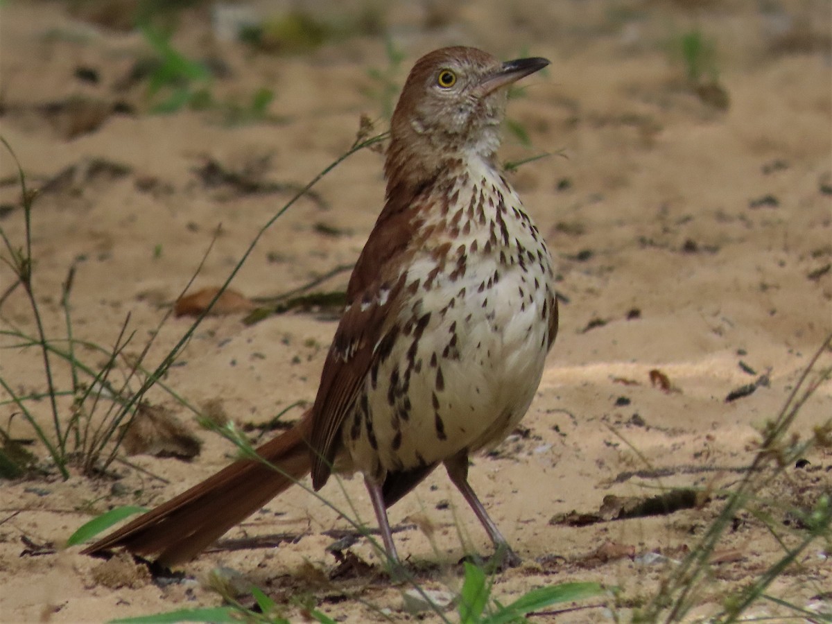 Brown Thrasher - ML472818371