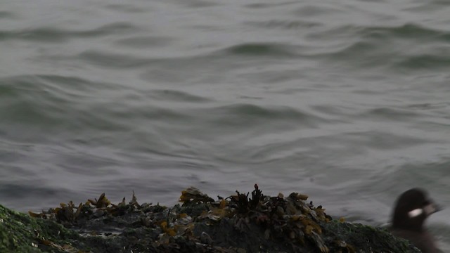 Harlequin Duck - ML472819