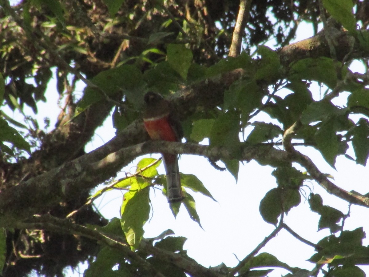 Collared Trogon - ML47281911