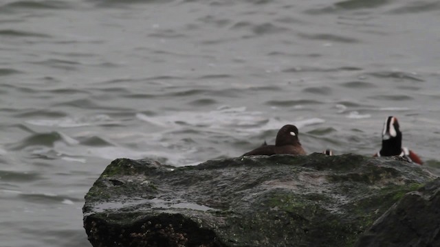 Harlequin Duck - ML472820