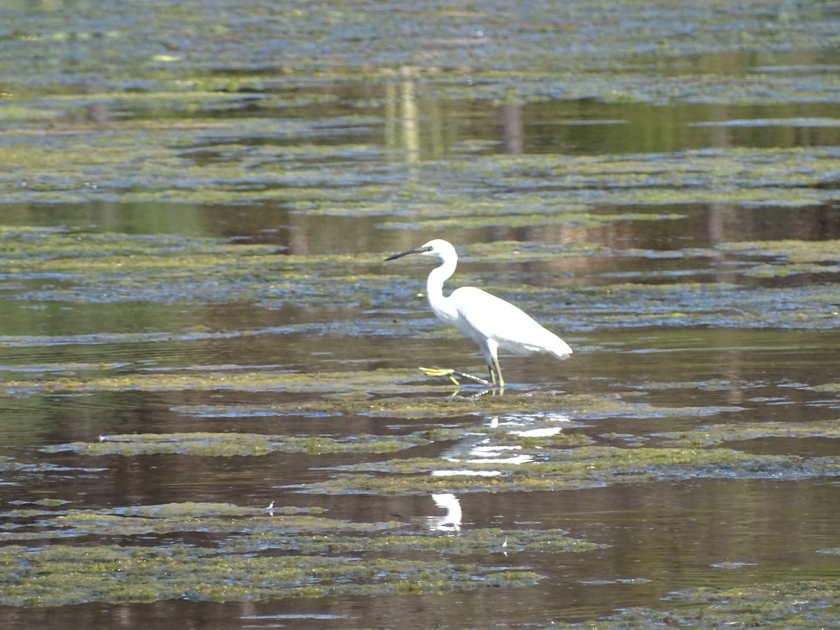 Little Egret - ML472820071