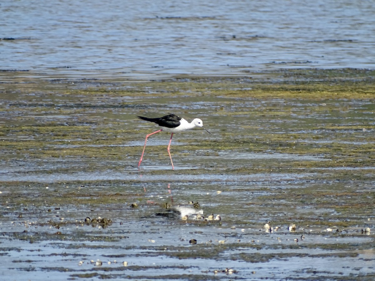 Échasse blanche - ML472820091