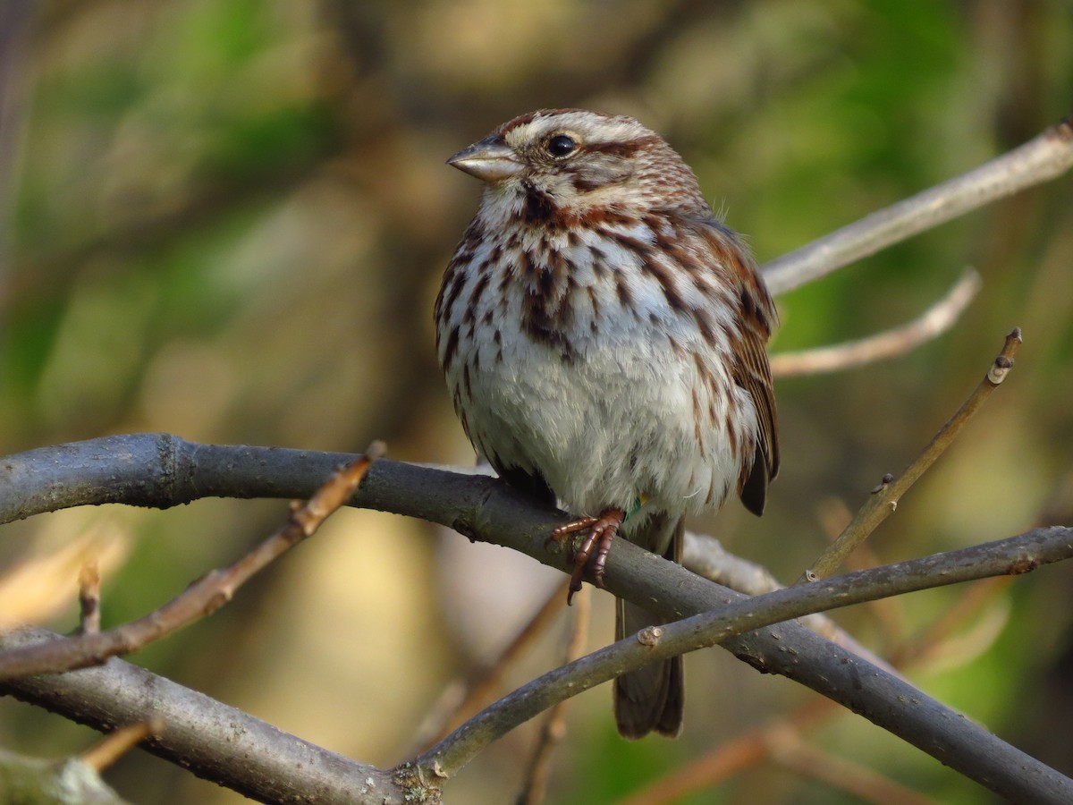 Song Sparrow - ML472820721