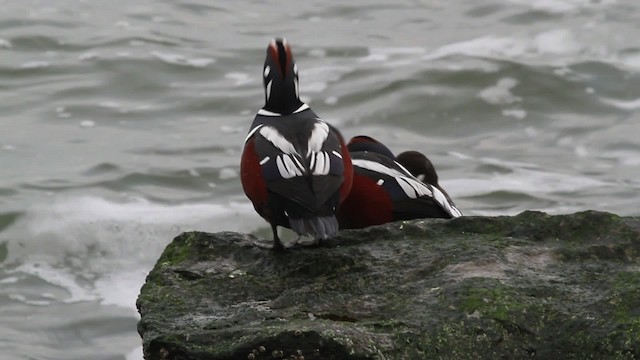 Harlequin Duck - ML472821