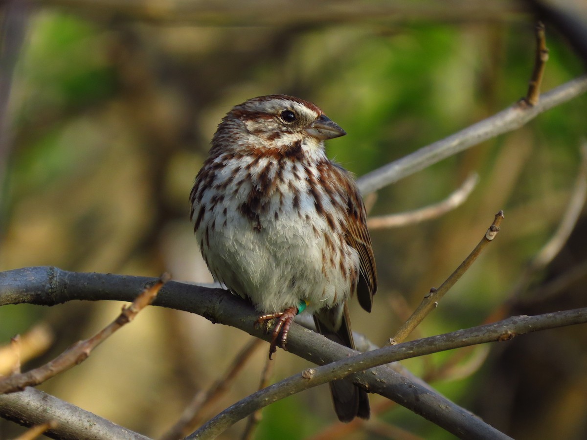 Song Sparrow - Daniyal Nadeem