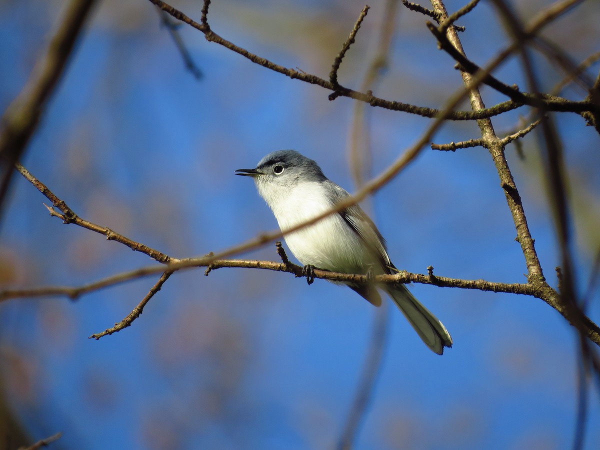 Blue-gray Gnatcatcher - Daniyal Nadeem