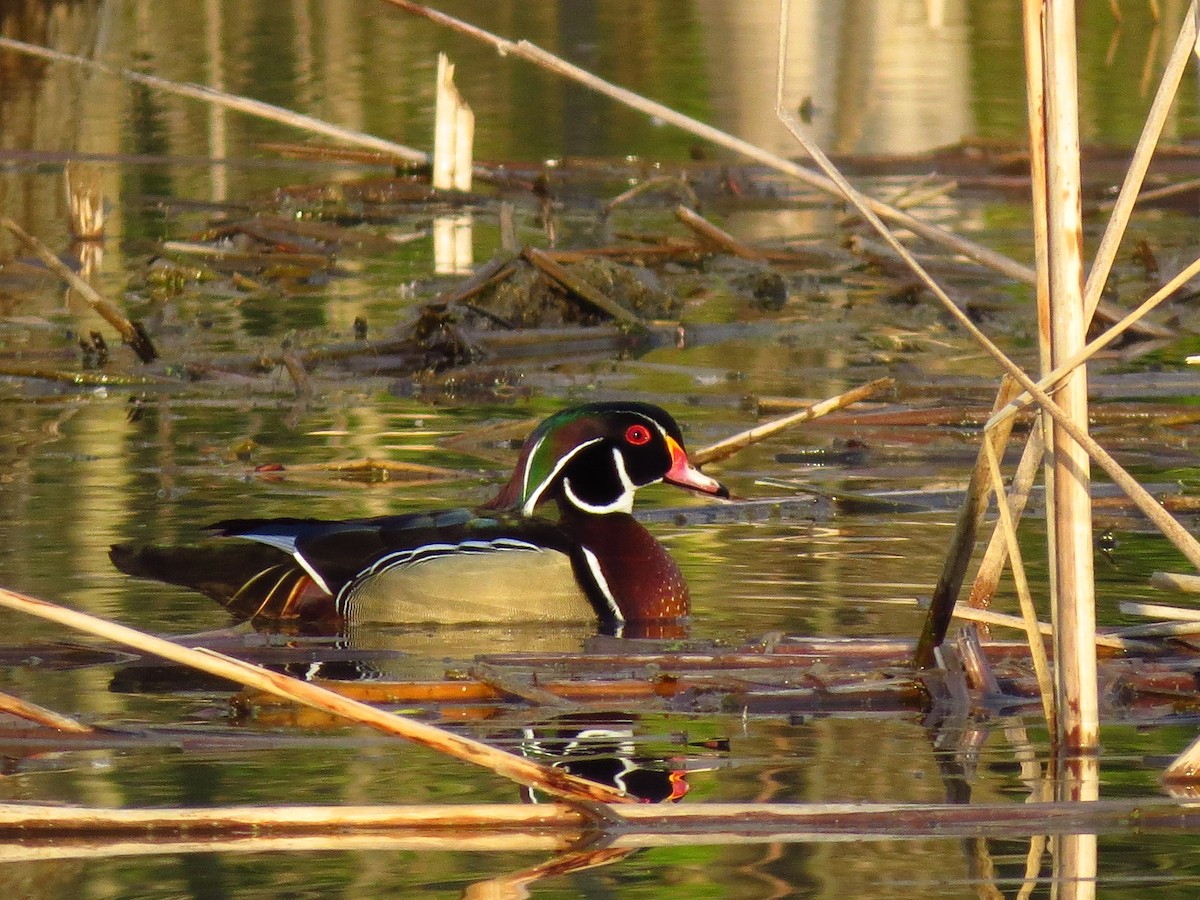 Wood Duck - Daniyal Nadeem