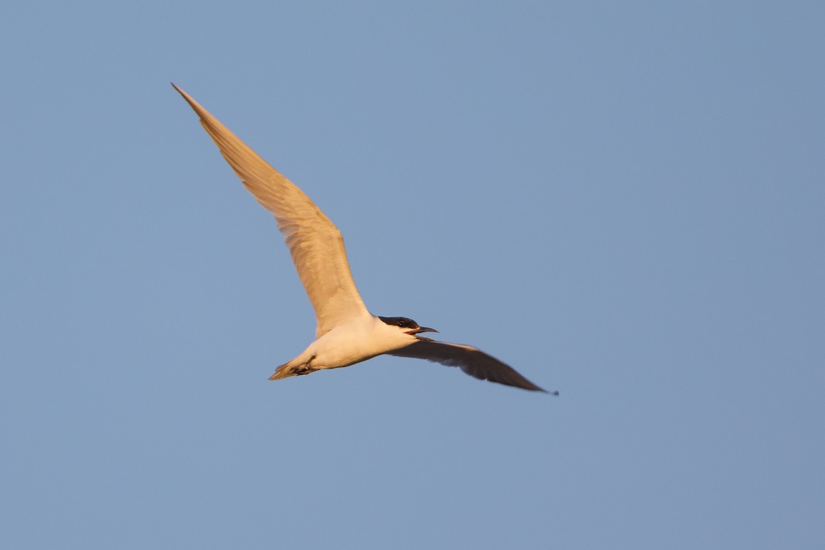 Gull-billed Tern - ML472821771