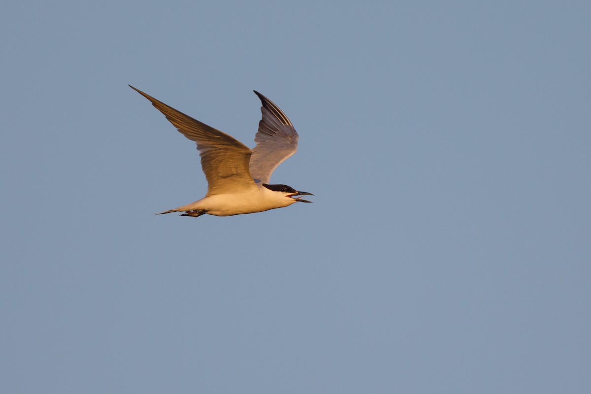 Gull-billed Tern - ML472821781