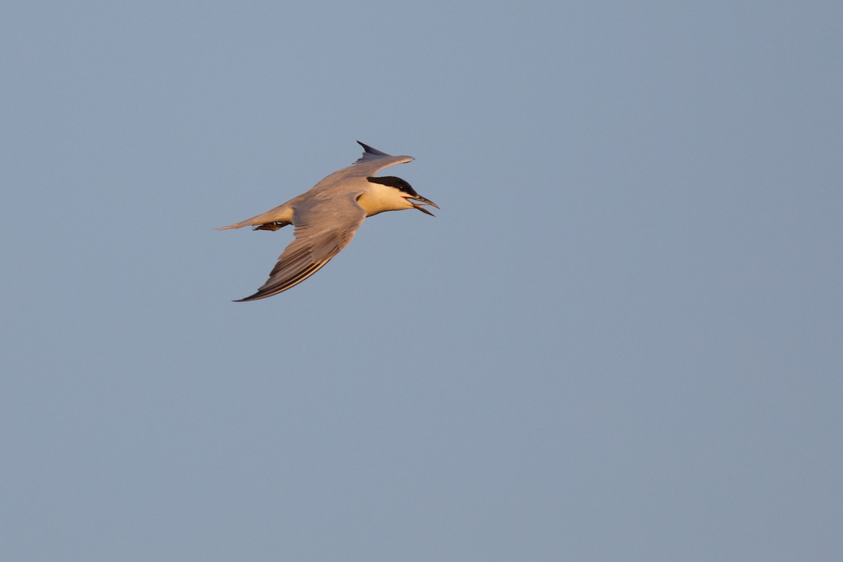 Gull-billed Tern - ML472821801