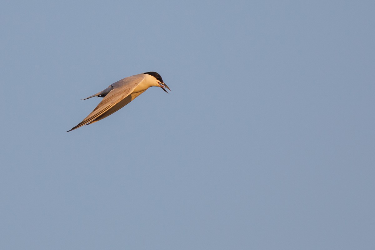 Gull-billed Tern - ML472821811