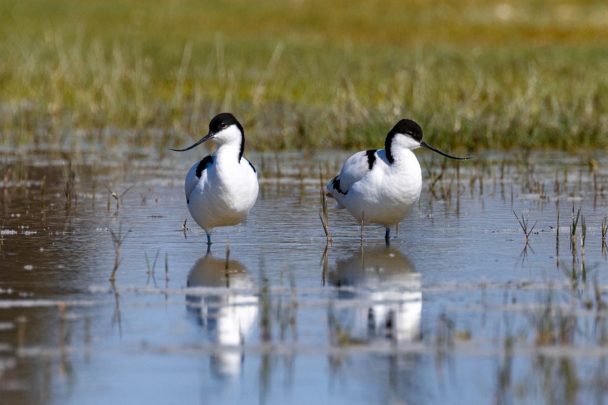 Pied Avocet - ML472822051