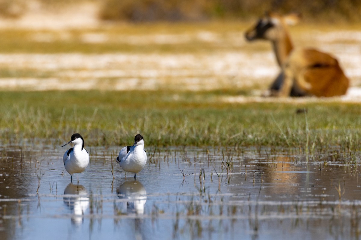 Pied Avocet - ML472822081