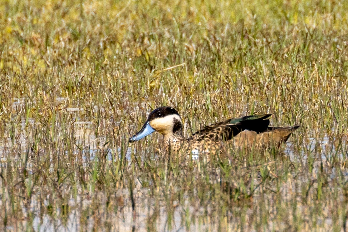 Blue-billed Teal - ML472822181