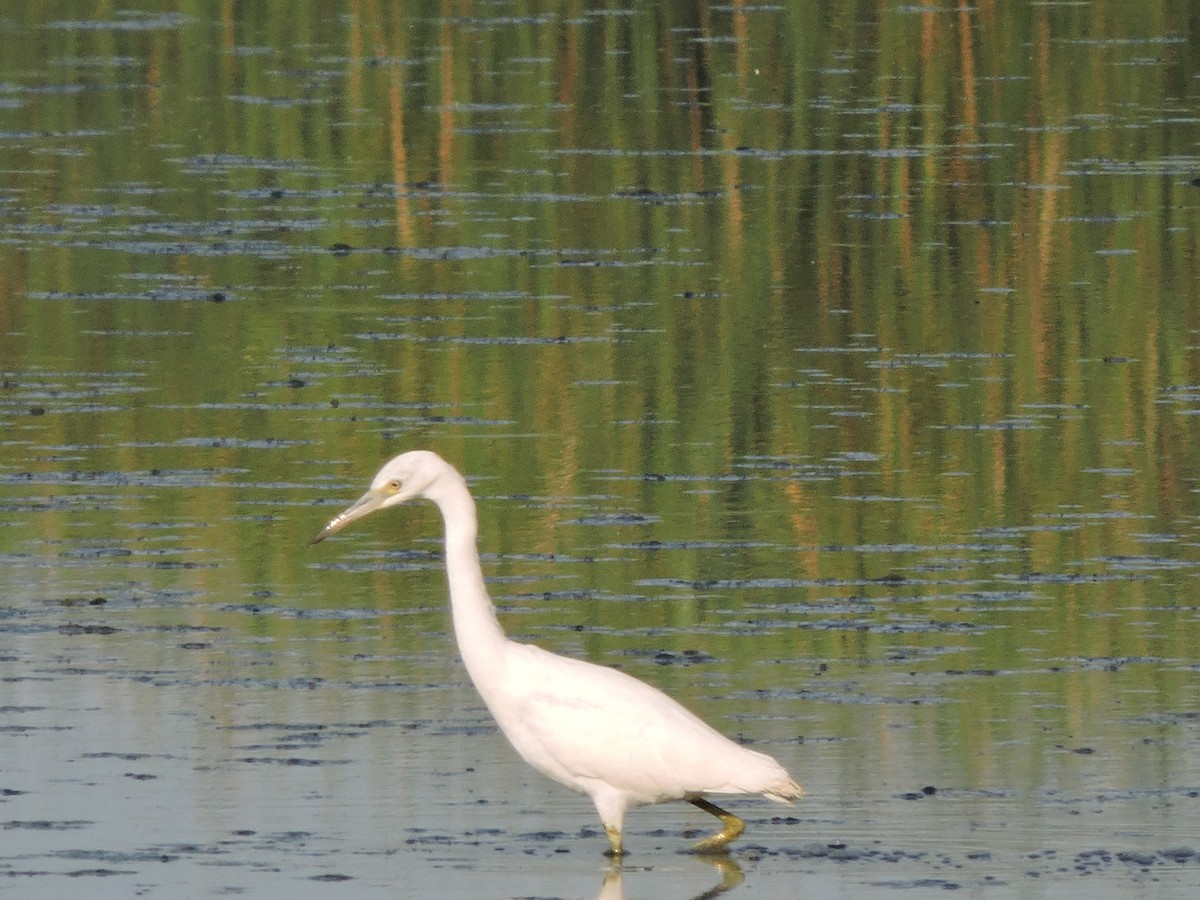 Little Blue Heron - ML472822191