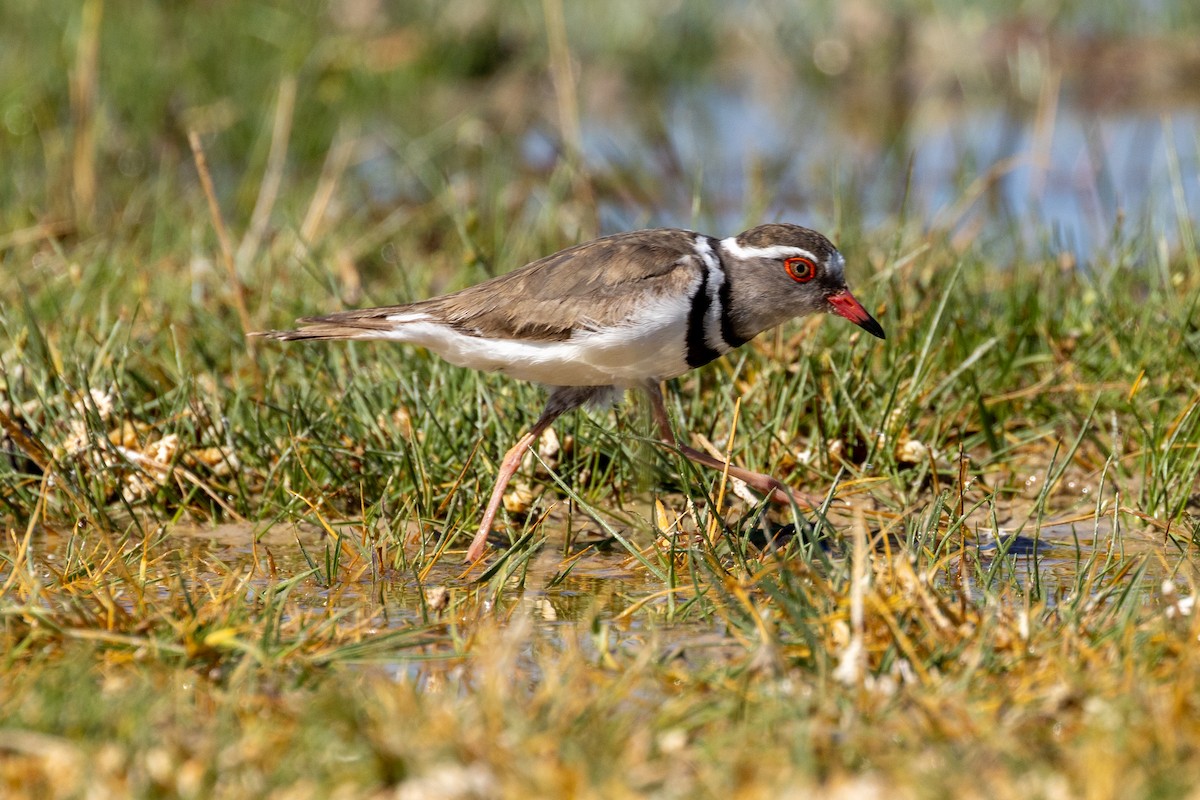Three-banded Plover - ML472822211