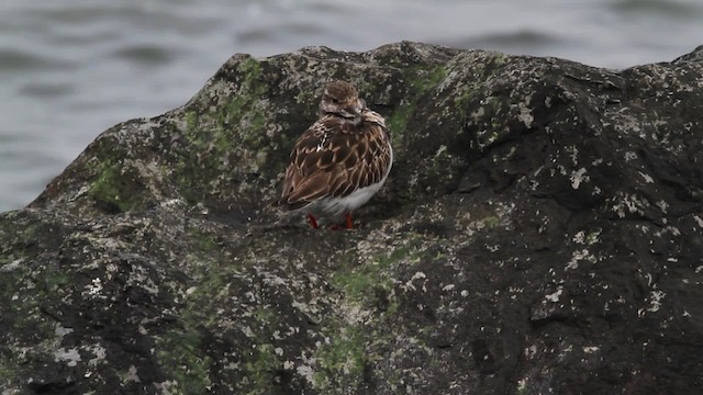 Ruddy Turnstone - ML472823