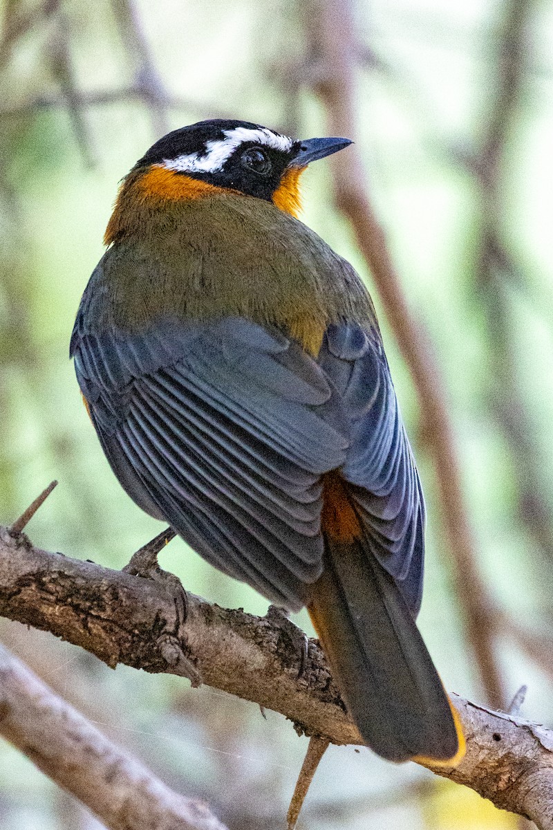 White-browed Robin-Chat - ML472823801