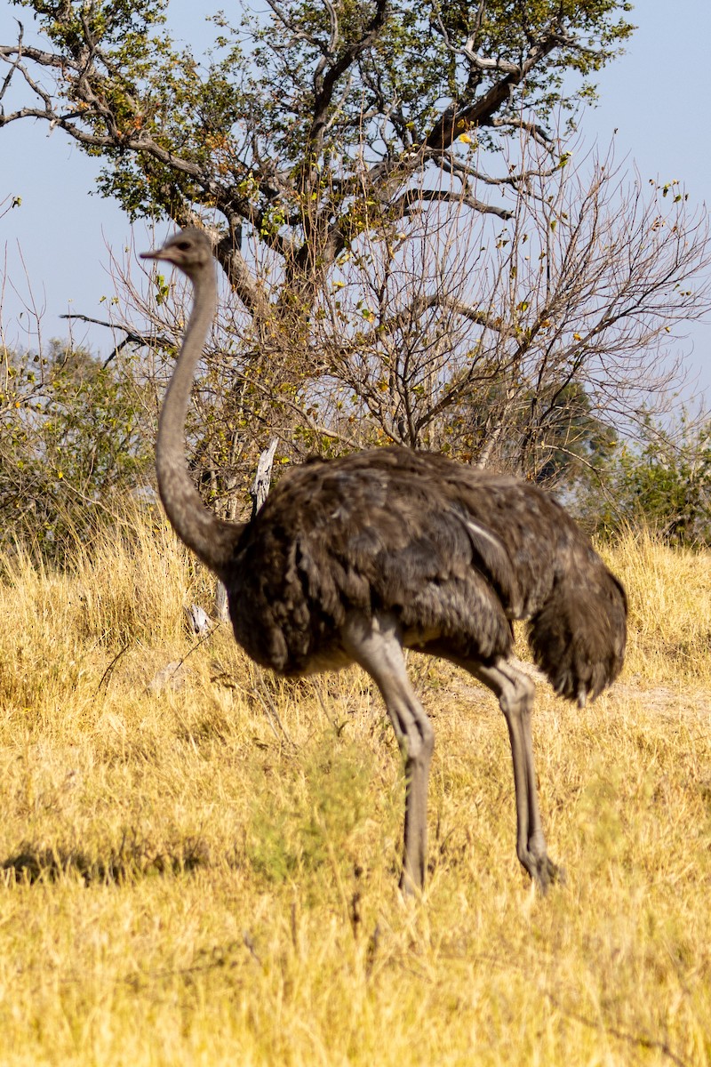 Common Ostrich - ML472824161