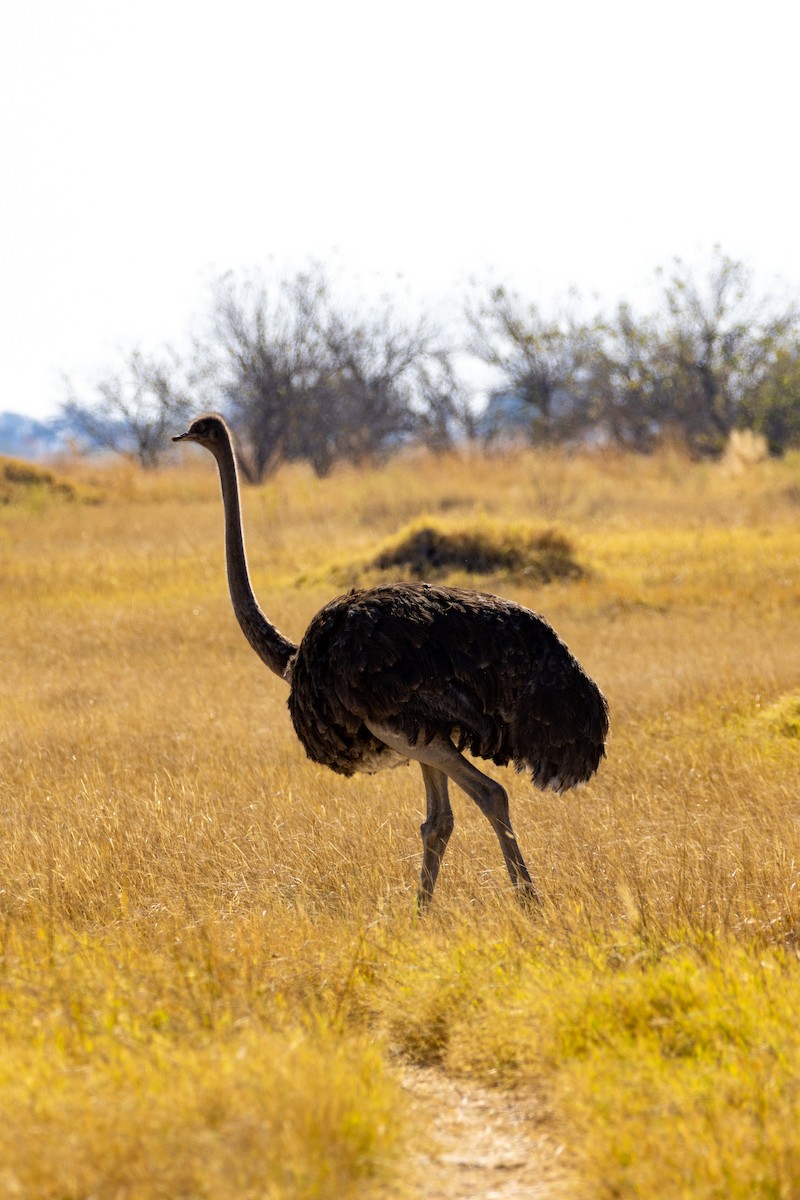 Common Ostrich - ML472824221