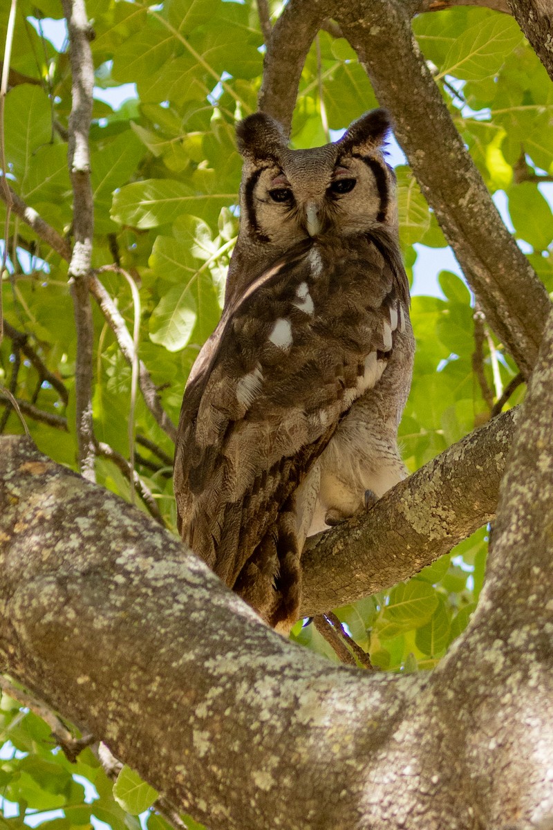 Verreaux's Eagle-Owl - ML472824491
