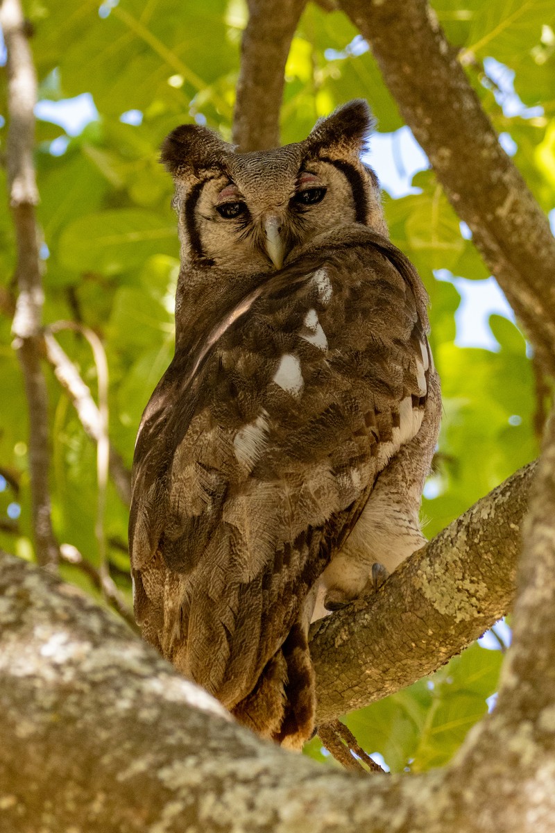 Verreaux's Eagle-Owl - ML472824531