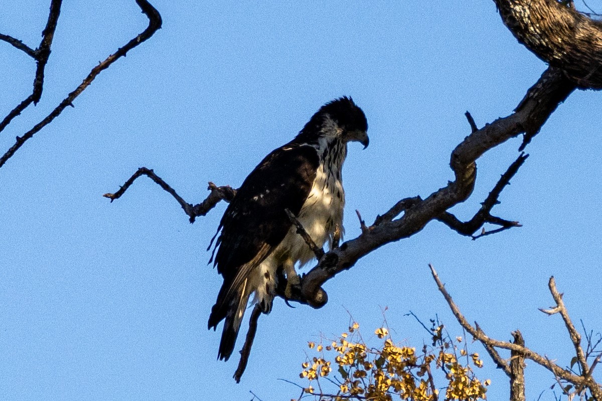 African Hawk-Eagle - ML472825671