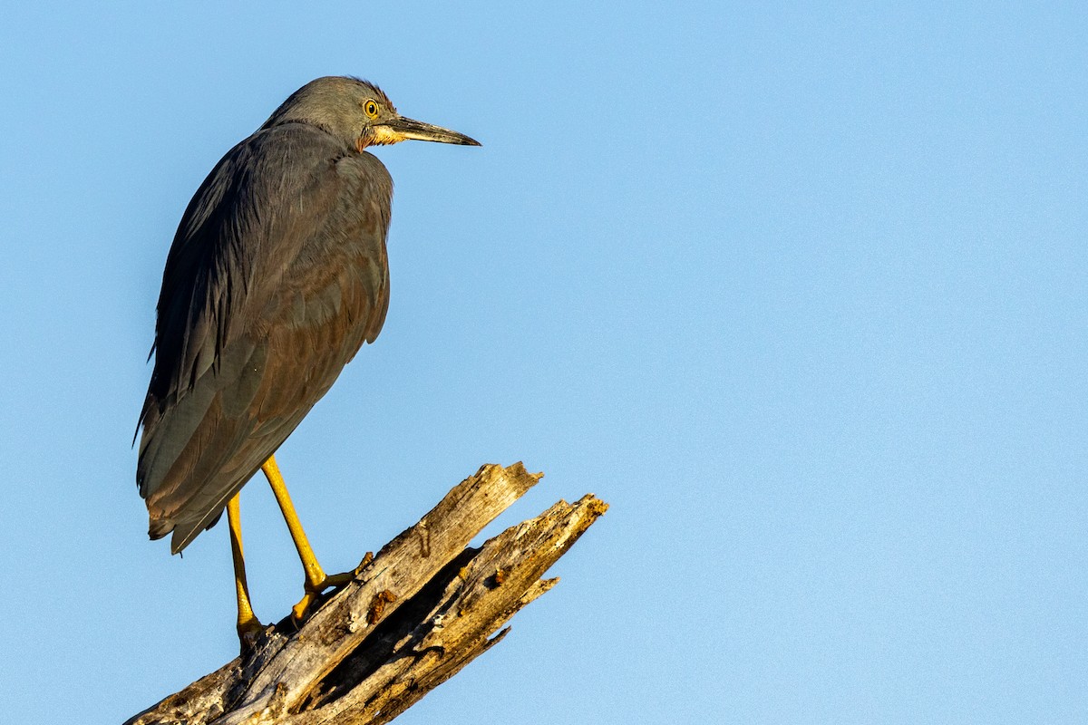 Slaty Egret - ML472825911