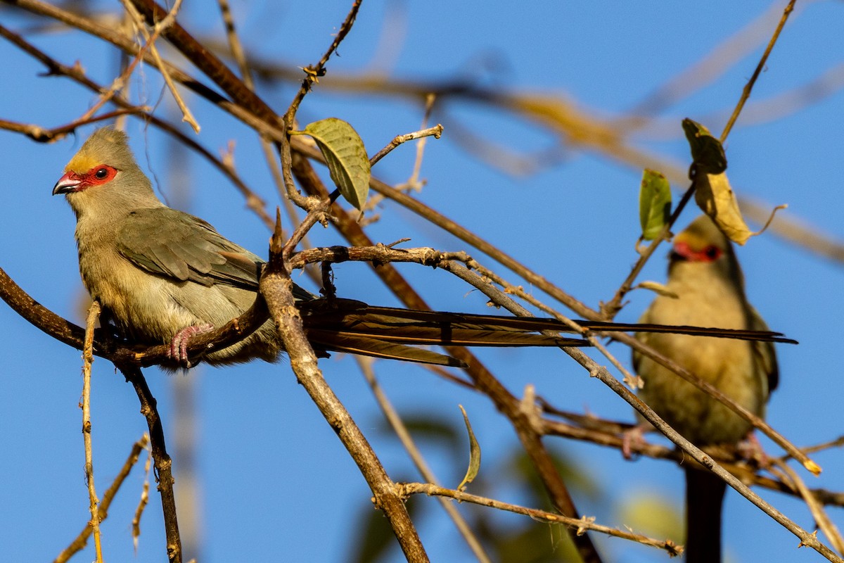 Red-faced Mousebird - ML472825941