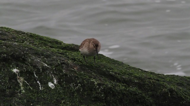 Dunlin - ML472826