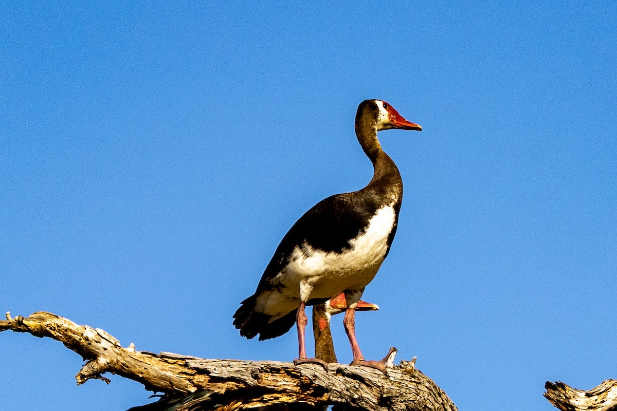 Spur-winged Goose - ML472826021