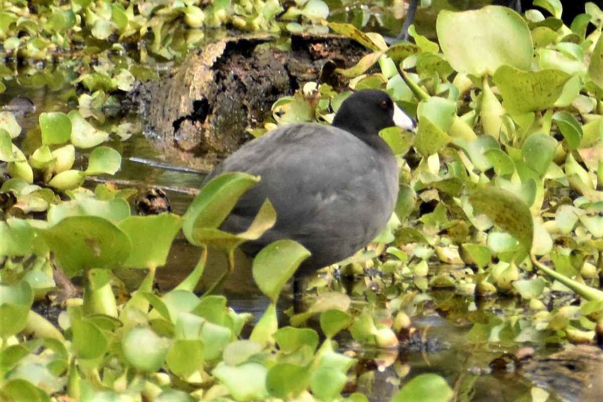 American Coot - ML472826791