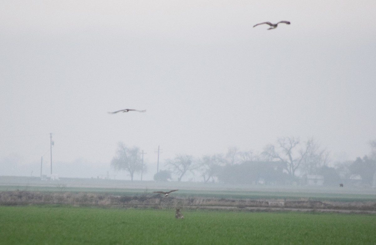 Northern Harrier - ML47282741
