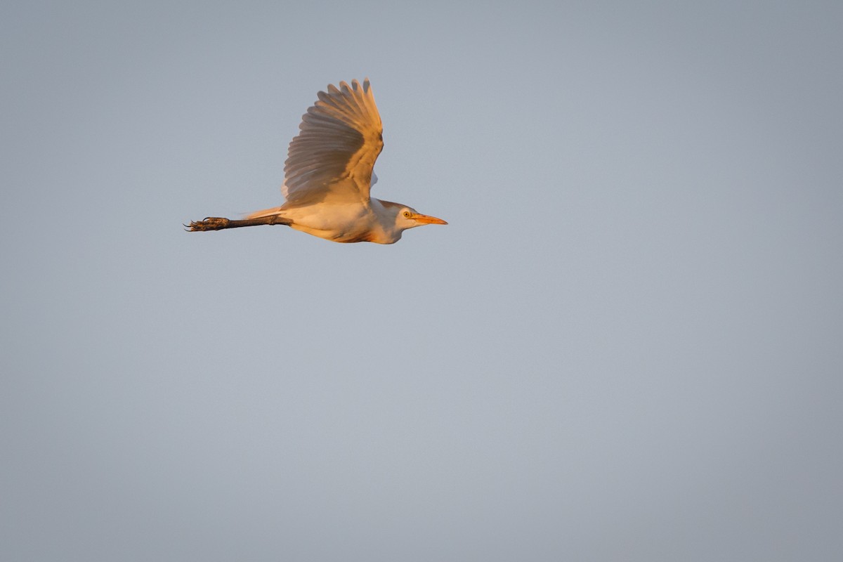 Western Cattle Egret - ML472827551