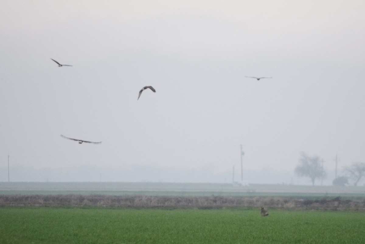 Northern Harrier - ML47282761