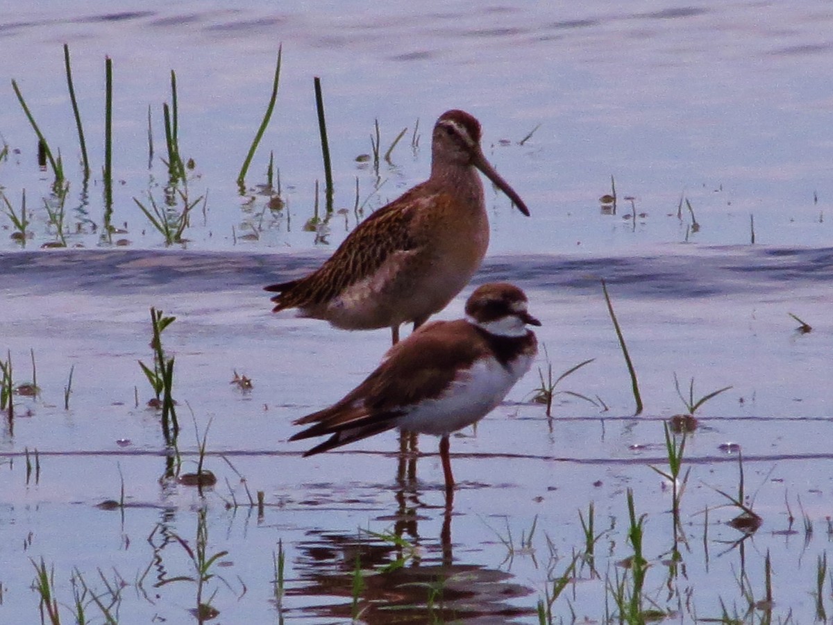 Semipalmated Plover - ML47282931