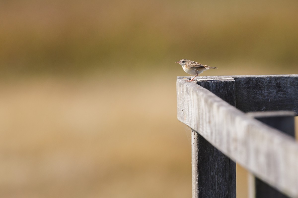 Zitting Cisticola - ML472829351