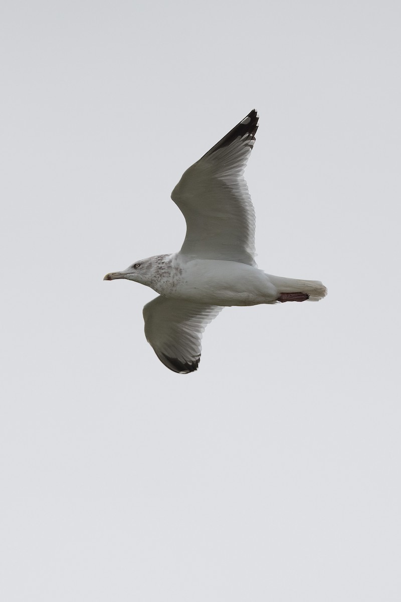 Gaviota Argéntea (americana) - ML47282941