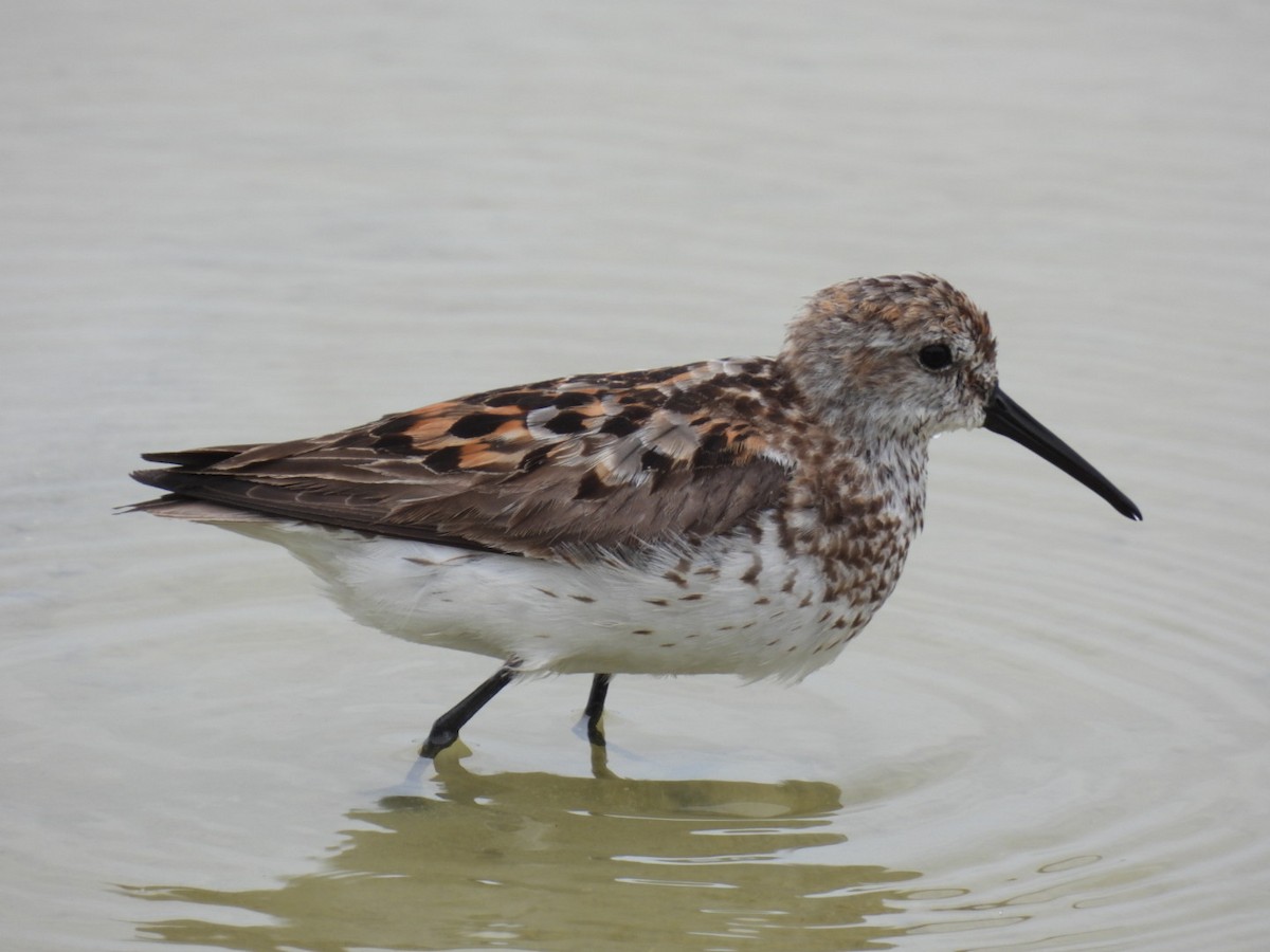 Western Sandpiper - ML472829521