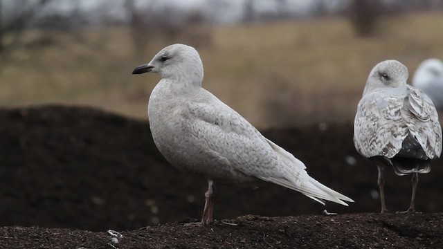 アイスランドカモメ（亜種 クムリーンカモメ） - eBird