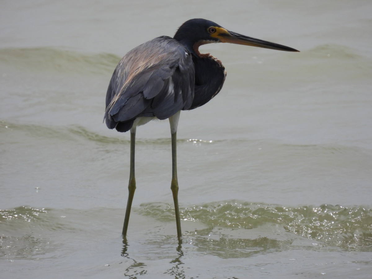 Tricolored Heron - ML472830041