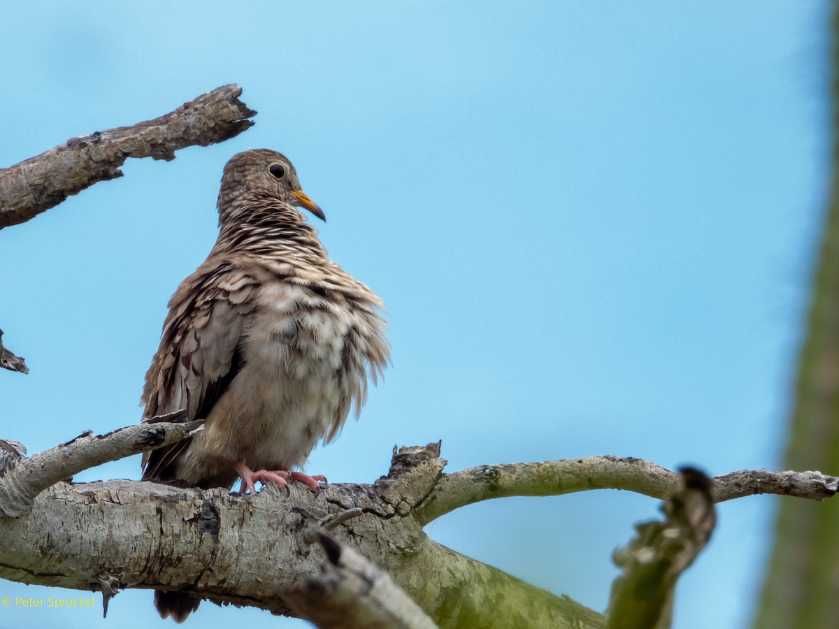 Common Ground Dove - ML472832951