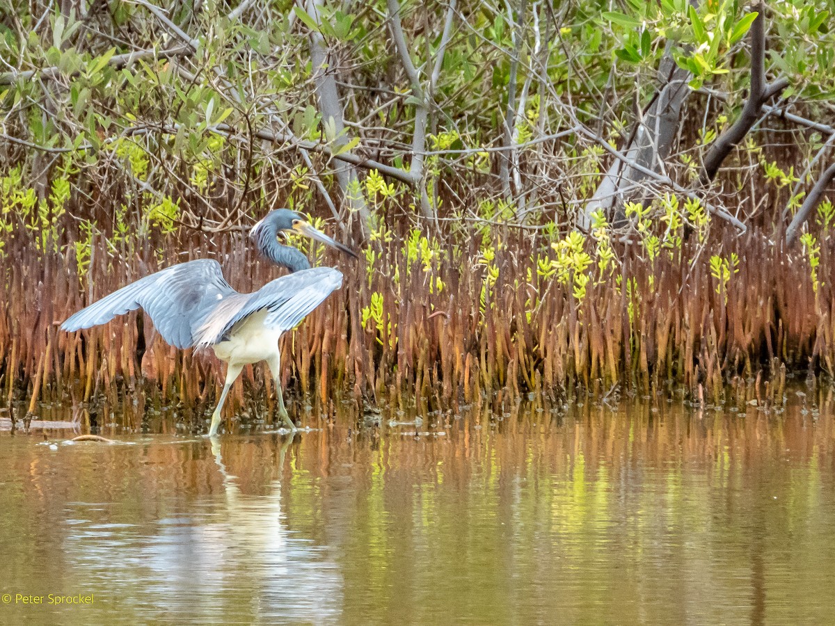 Tricolored Heron - ML472833121