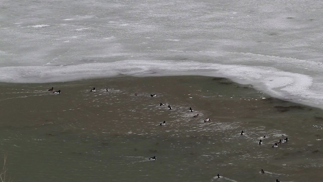 Ring-necked Duck - ML472834