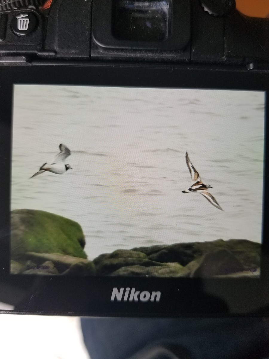 Ruddy Turnstone - ML472835231